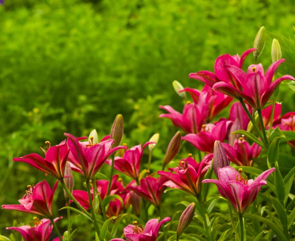 Lilien Rote Lilienblüte Lilienblüte — Stockfoto