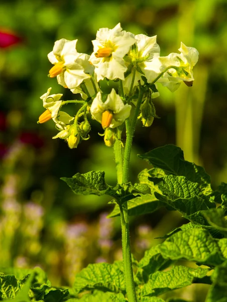 Kartoffeln blühen. Kartoffelstrauch blüht mit weißen Blüten. — Stockfoto