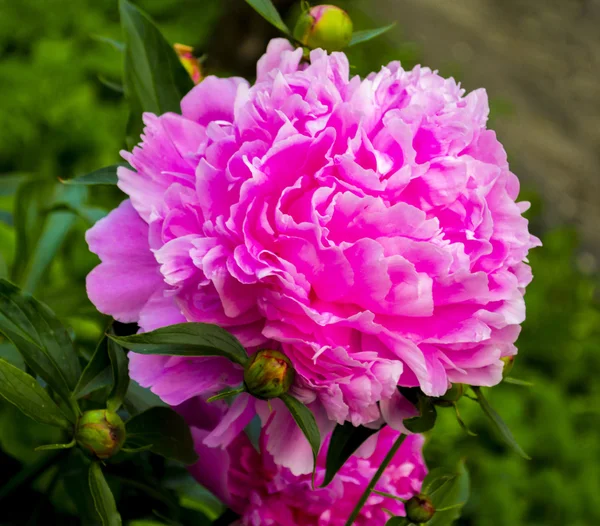 Pioenrozen. bloemen van de pioenroos. takje van bloeiende bloemen van de pioenroos. Bloomin — Stockfoto