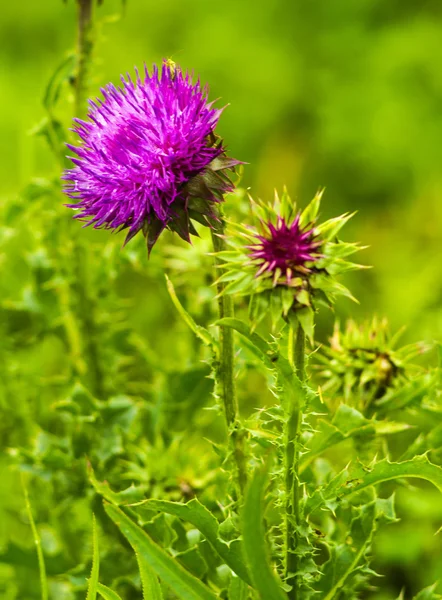 thistle. pink milk thistle flower in bloom in spring. Single Thi