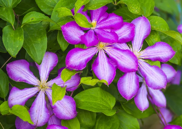 Clematis. Фиолетовые цветки клематиса над зеленым нарциссом — стоковое фото