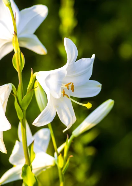 Lírio Branco Lírio Branco Fundo Verde Lindas Flores Lírio Branco — Fotografia de Stock