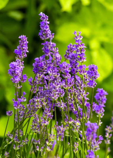 Lavender Lavender Field Summer Lavender Flowers Bunch Scented Flowers Lavanda — Stock Photo, Image