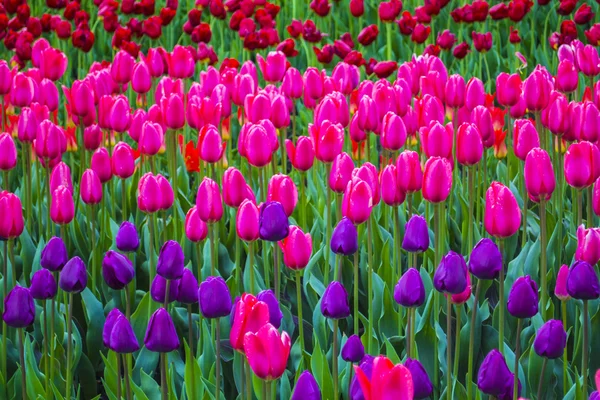 Tulpenfeld Tulpenblüten — Stockfoto