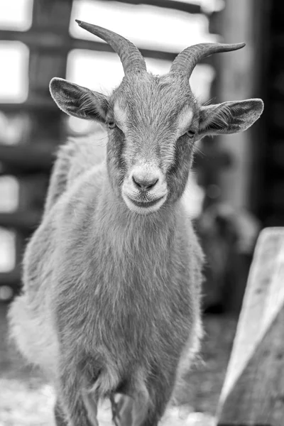 Goat. pet goat. animal goat. Goat on the farm. Young horned goat chewing — Stock Photo, Image