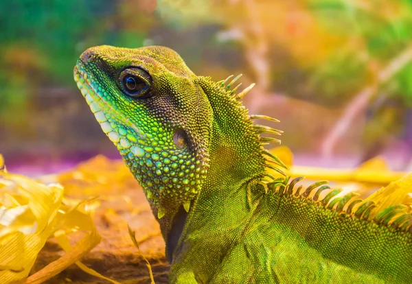 Leguan. Leguan Tierwelt. — Stockfoto