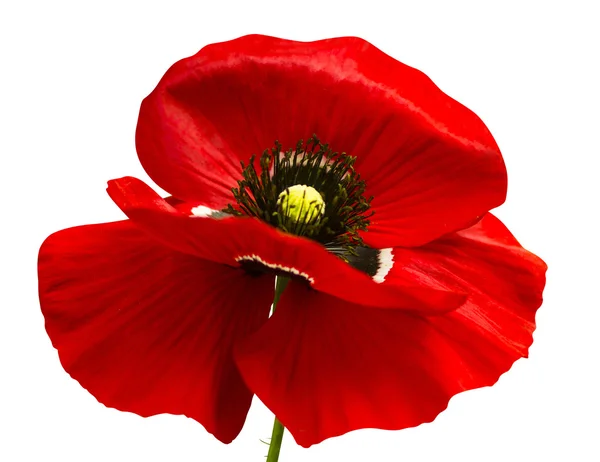 Poppy. red poppy isolated on white background.red poppy. beautif — Stock Photo, Image