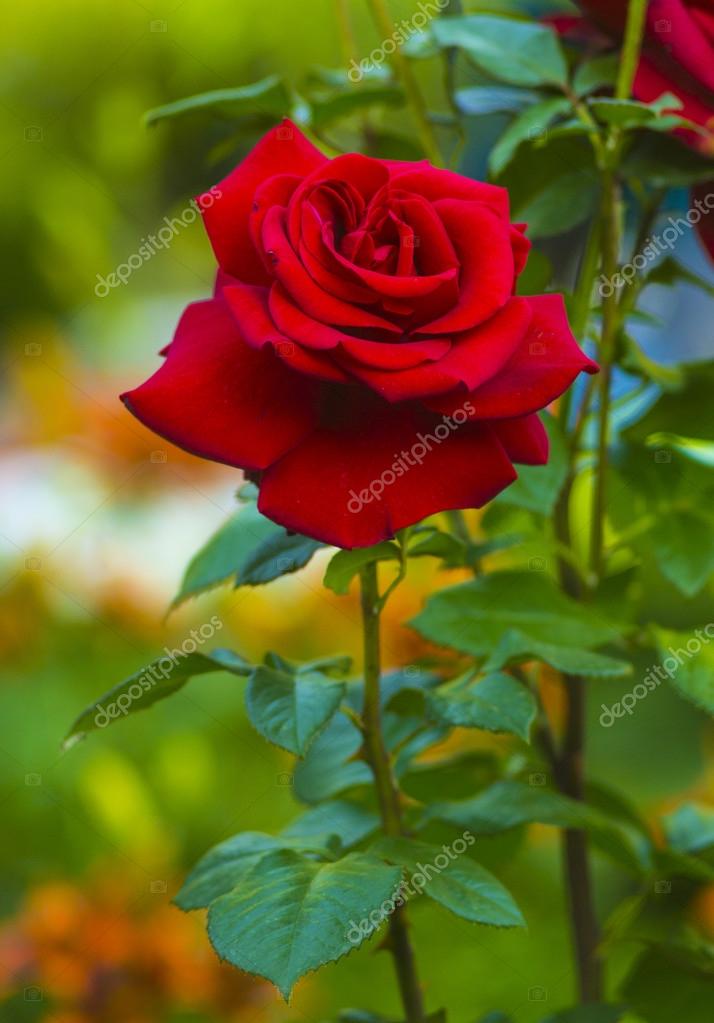 A Bunch Of Red Roses In The Garden Red Rose As A Natural And Ho