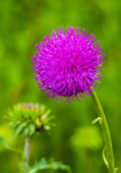 Pink milk thistle flower in bloom in spring — Stock Photo, Image