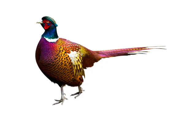 Pheasant. Side view of a colorful common pheasant isolated on wh — Stock Photo, Image