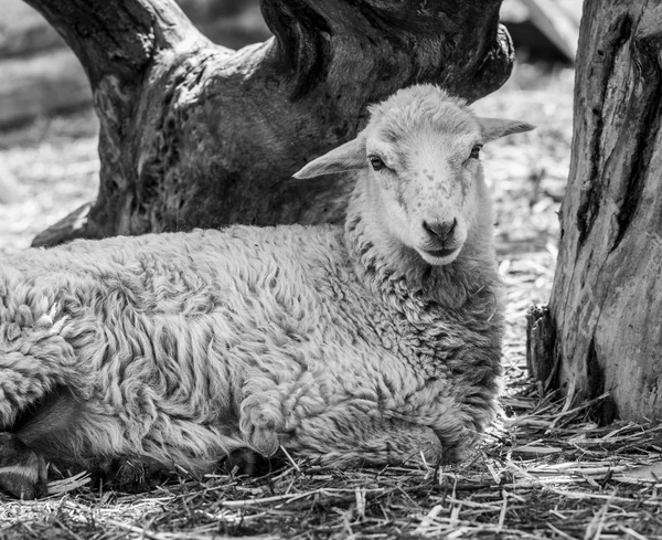 Lamb. Farm animals lamb. Animal lamb. The animal farm lamb. Whit — Stock Photo, Image