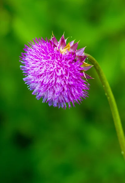 Cardo. flor de cardo de leite rosa em flor na primavera. Único Thi — Fotografia de Stock