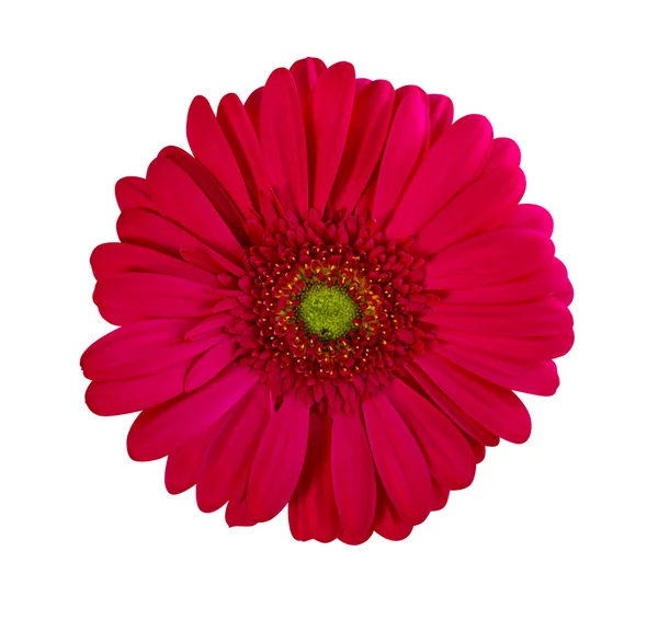 Gerbera. flores de gerberas. Flor Gerbera Roja Perfecta Primer plano Iso —  Fotos de Stock