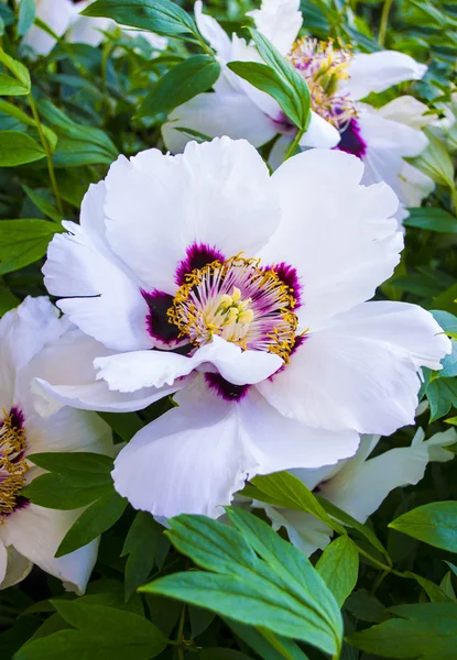 Rastreie esta peônia. Peônias. Flores de peónia. rebento de flor — Fotografia de Stock