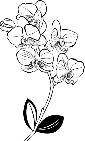 Des orchidées. illustration vectorielle. Orchidées isolées sur fond blanc. Des orchidées. Fleurs d'orchidée . — Image vectorielle