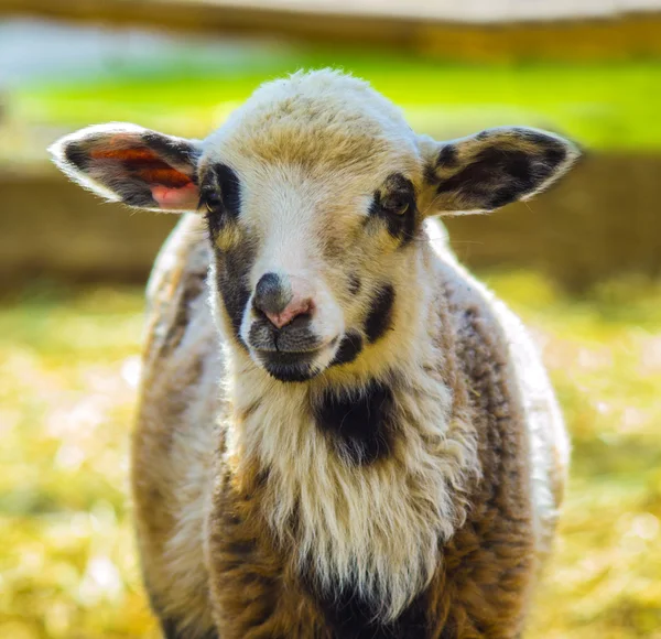 Lam. Boerderij dieren lam. Dierlijke lam. Het dierlijk landbouwbedrijf lam. Whit — Stockfoto