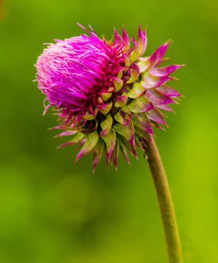 Thistle. pembe süt thistle çiçek çiçek bahar. Tek Thi