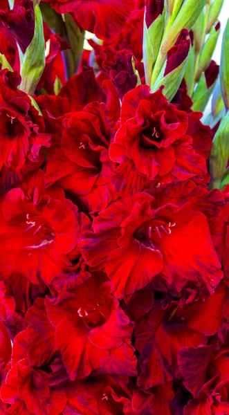 Κόκκινο Λουλούδι Γλαδιόλα Closeup Μπουκέτο Δώρο — Φωτογραφία Αρχείου