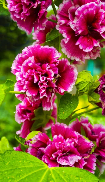 Hibisco. Flor de hibisco rojo desenfoque —  Fotos de Stock