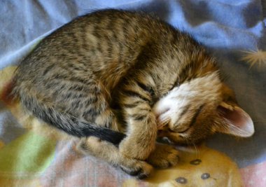 Uyu kedicik. Evcil kedi yavrusu uyuyor. kedi