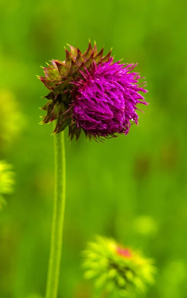 Bodlák. růžové mléko thistle květiny kvetou na jaře. Jediný Thi — Stock fotografie