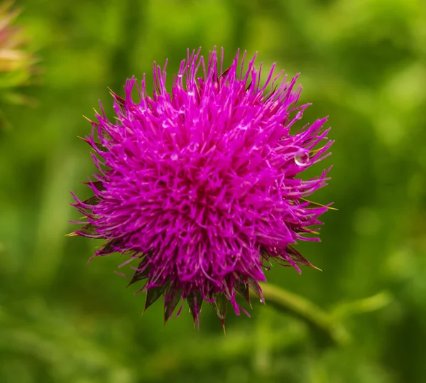 Distel Die Rosa Mariendistel Blüht Frühling Einzelne Distelblume Voller Blüte — Stockfoto