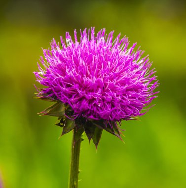 Thistle. pembe süt thistle çiçek çiçek bahar. Tek Thi