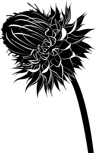 Thistle. mjölk tistel blomma blommar i våren vektor svart siluett isolerad på vit bakgrund — Stock vektor