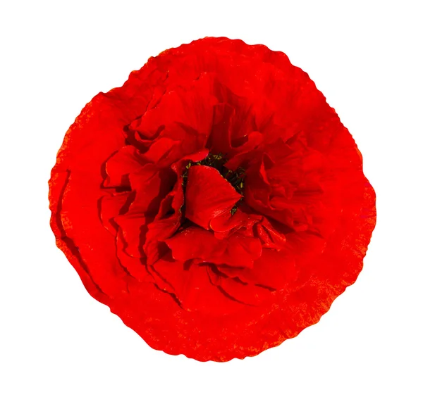 Popp. red poppy isolated on white background.red poppy. beautifu — Stock Photo, Image