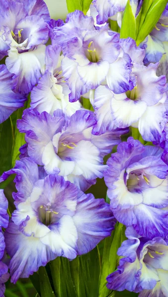 Purple Gladiolus Bouquet Gladiolus Festive Bouquet — Stock Photo, Image