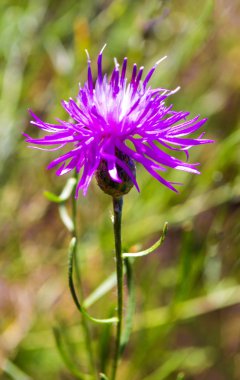 Devedikeni. İlkbaharda açan pembe süt devedikeni çiçeği. Çiçek tarlasında tek bir devedikeni çiçeği. Pembe devedikeni çiçeği