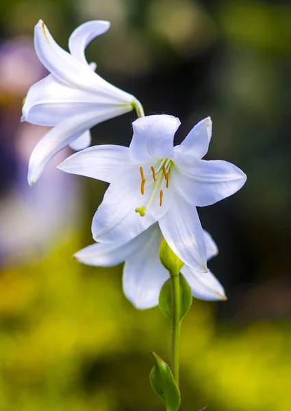 Lilie. Madonna lily, bílá lilie, jarní květiny, lily na bílé, whi — Stock fotografie