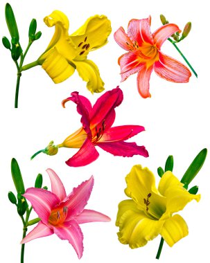 Lily. lily çiçekler izole. Lily çiçekler. izole lily çiçek