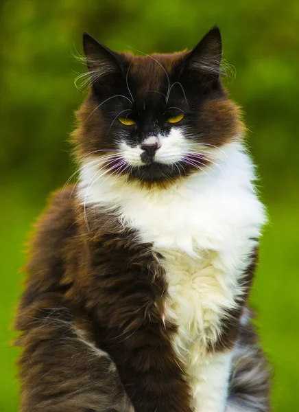 猫。カメラ目線の猫。緑の目、黒い猫と黒い猫 — ストック写真