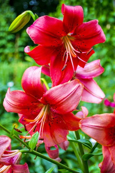 Lírios. Flor de lírio vermelho. flor de lírio — Fotografia de Stock