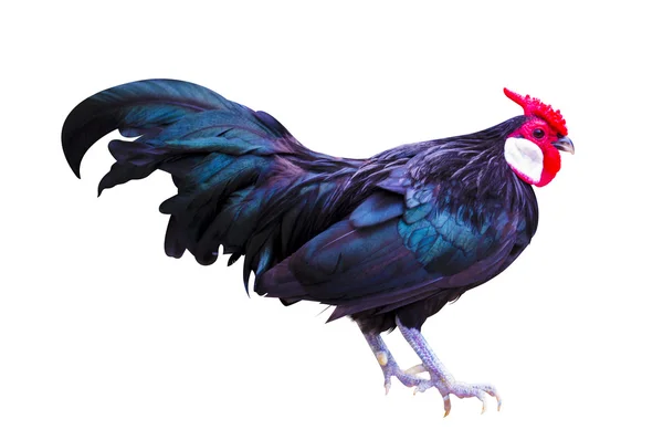 Gallo nero isolato su sfondo bianco — Foto Stock