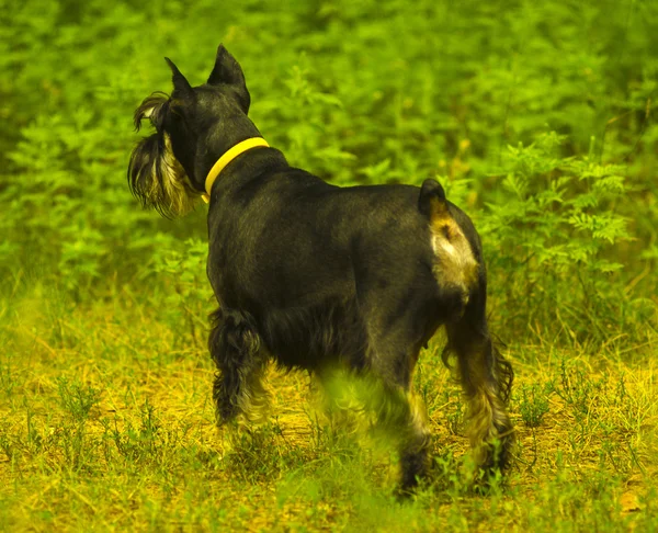 Schnauzer Miniatura Perro Miniatura Schnauzer —  Fotos de Stock