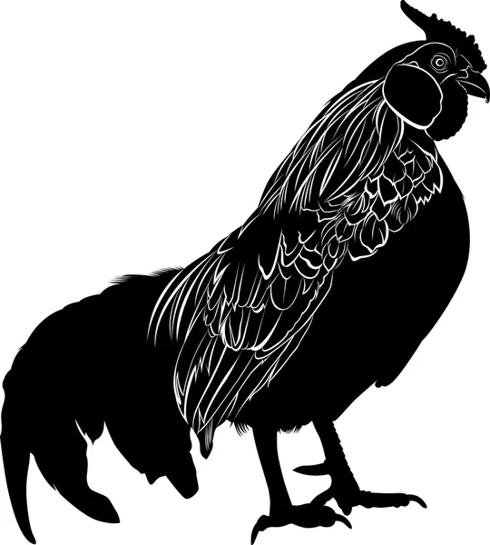 Cock. Poultry rooster. Farmer bird cock. Bird cock. Rooster black silhouette vector isolated on white background. — Stock Vector