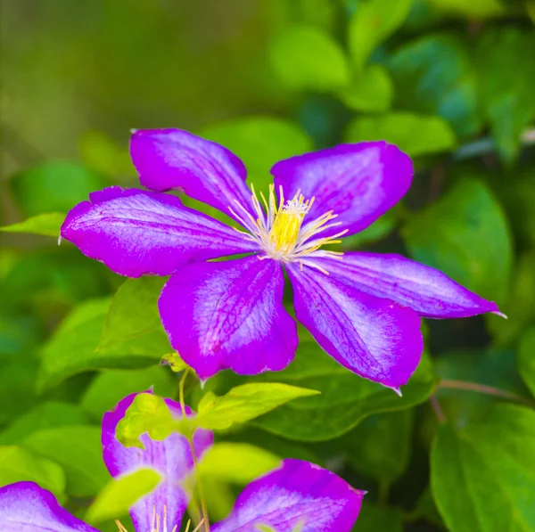 Powojnik Piękne Purpurowe Kwiaty Clematis Zielonym Tle Fioletowe Kwiaty Clematis — Zdjęcie stockowe