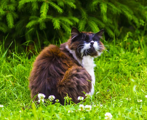 Γάτα. Γάτα πορτρέτο κοντά επάνω, μόνο κεφάλι καλλιεργειών. Γάτα στο πράσινο Gra — Φωτογραφία Αρχείου