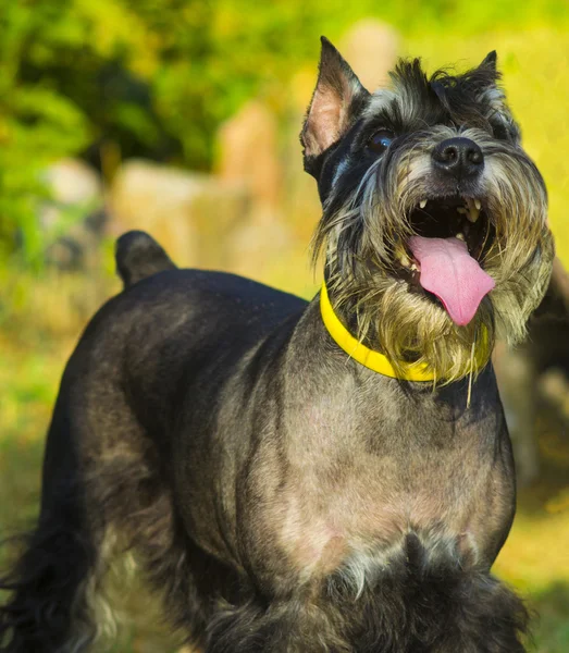 Miniature Schnauzer. dog miniature schnauzer