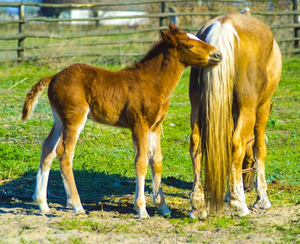 A horse with a foal. Animals horse with a foal. A pet mammal farm horse and foal