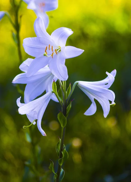 lilies. madonna lily,white lily,flowers spring,lily on white,white flowers,white petals,lily flowers against fence,amazing white flowers,spring flowers. lily white