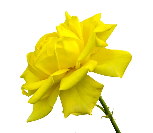 Yellow rose. beautiful yellow rose with leaves isolated on white Stock Picture