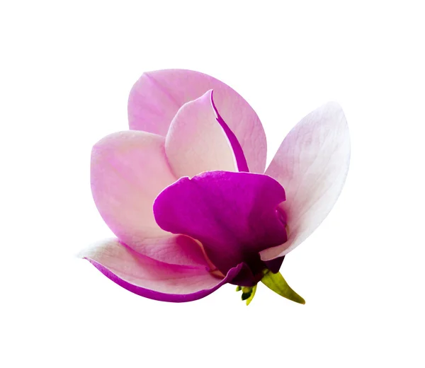 Decoration of few magnolia flowers. pink magnolia flower isolate — Stock Photo, Image