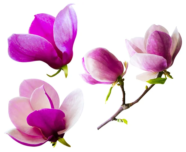Dekoration av några magnolia blommor. Rosa magnolia blomma isolera — Stockfoto