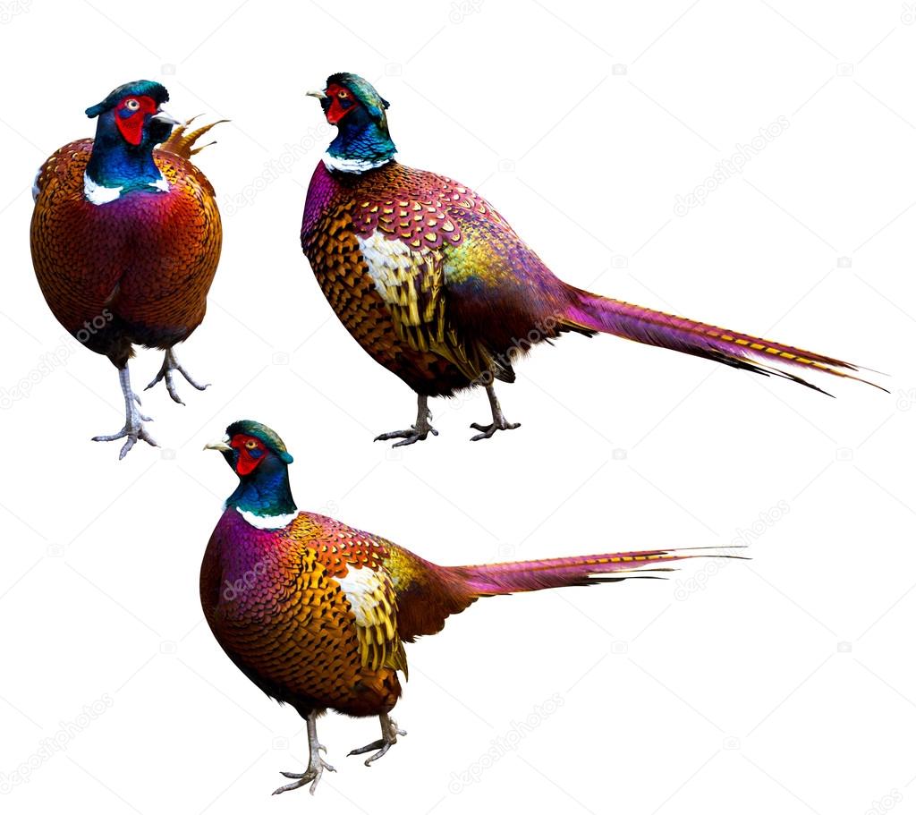 pheasant. Side view of a colorful common pheasant isolated on wh