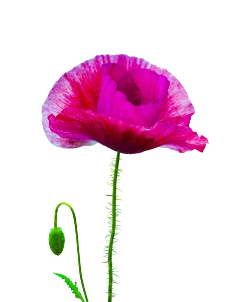 Poppy. red poppy isolated on white background.red poppy. beautif — Stock Photo, Image