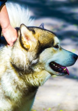 Dış yapraklar. Dış yapraklar köpek doğurmak