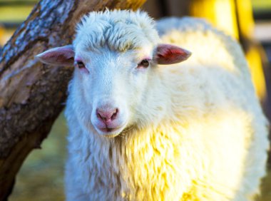 lamb. Farm animals lamb. Animal lamb. The animal farm lamb. Whit clipart